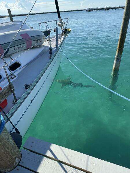 SHENANIGANS 40ft Catalina Yacht For Sale