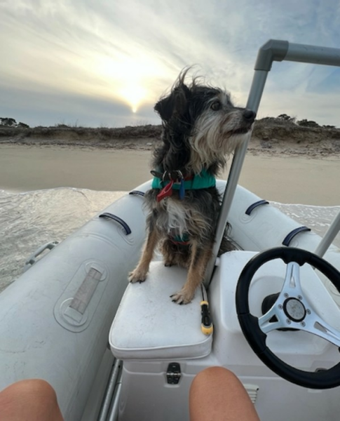Used Sail Catamaran for sale