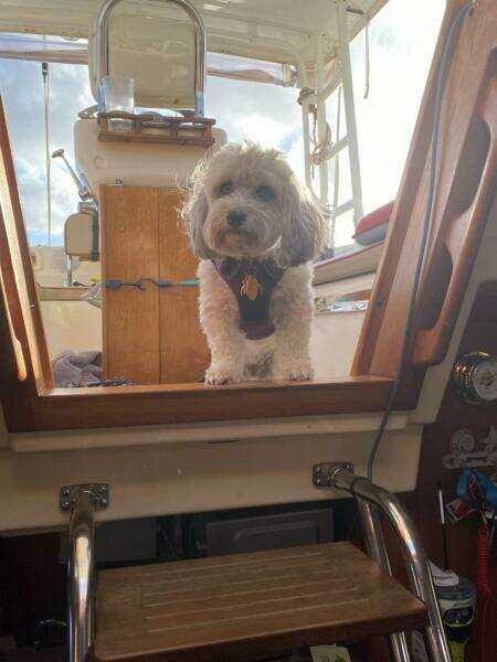 Sweet Dream 51ft Island Packet Yacht For Sale