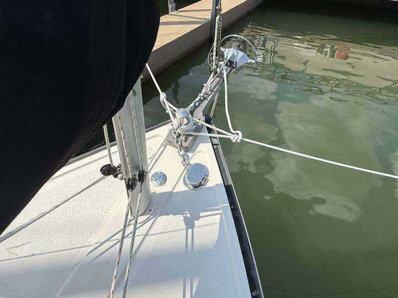 Horizon Cat Horizon Cat