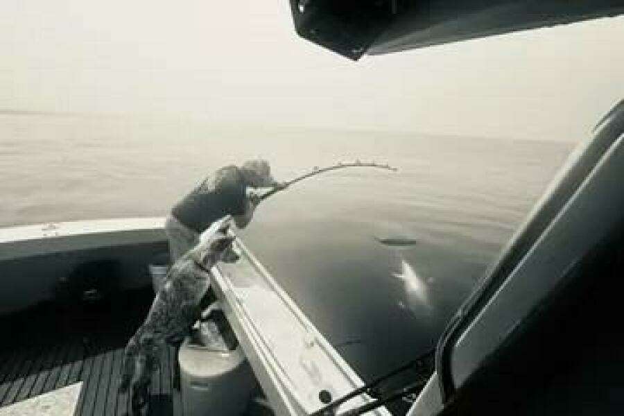 32ft Holland Yacht For Sale