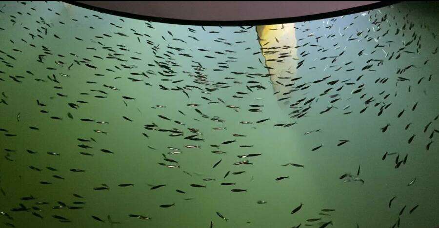 Allure 55ft Beneteau Yacht For Sale