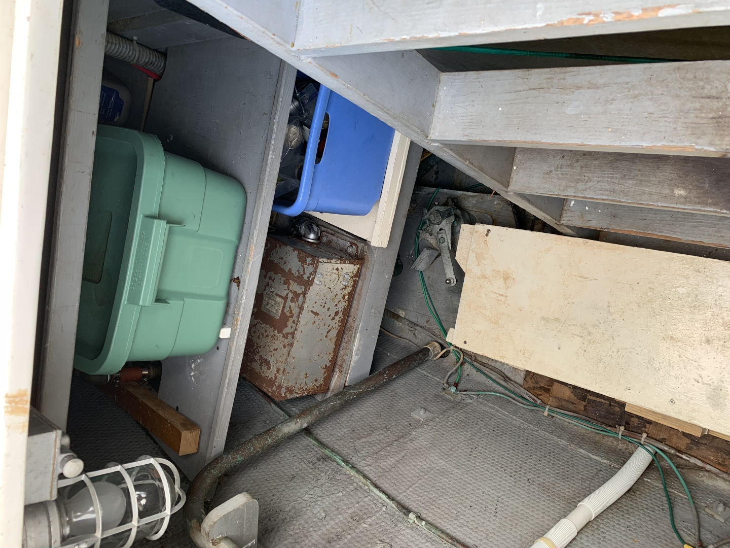 Picure of Morning Star