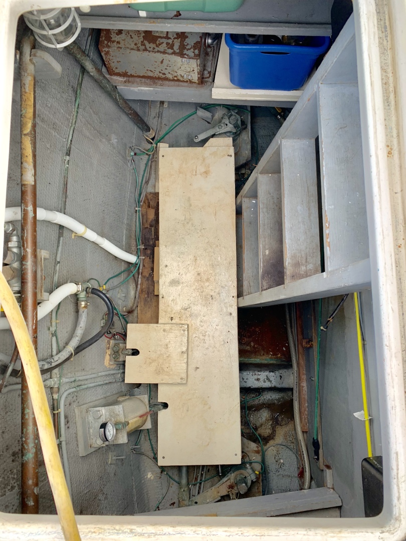 Picure of Morning Star