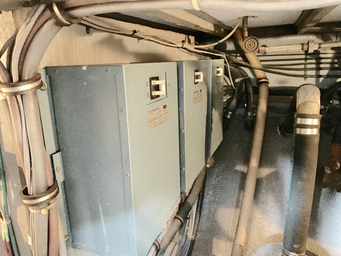 Picure of Morning Star