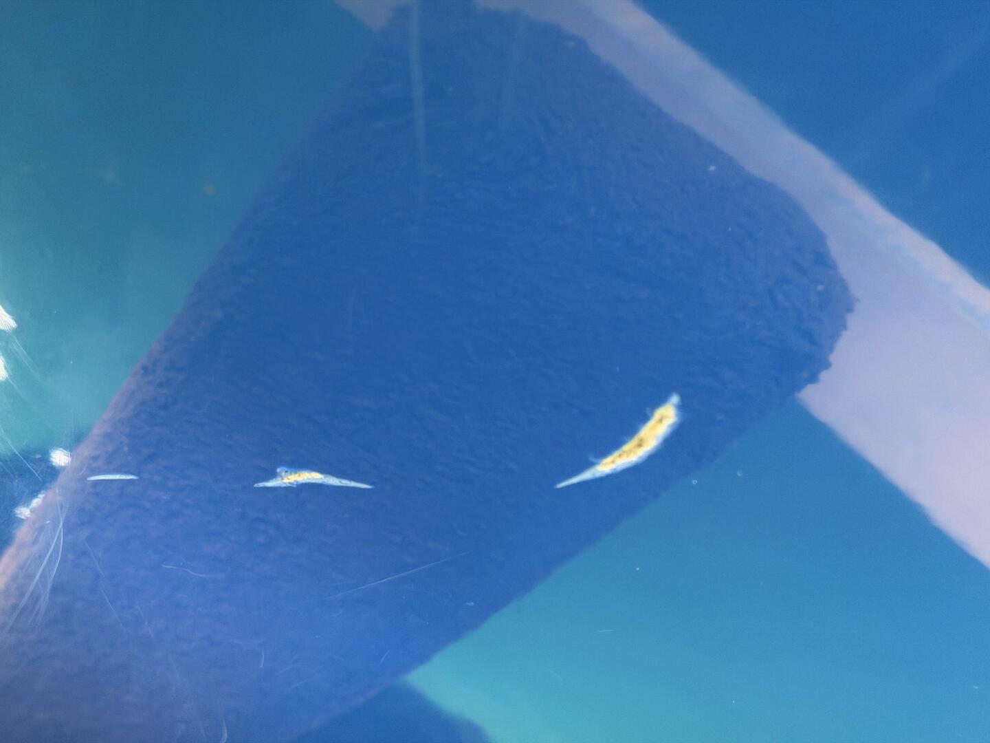 21ft Correct Craft Yacht For Sale 21ft Correct Craft Yacht For Sale