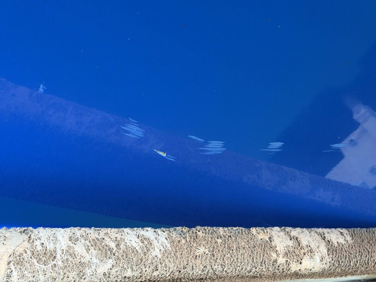 21ft Correct Craft Yacht For Sale 21ft Correct Craft Yacht For Sale