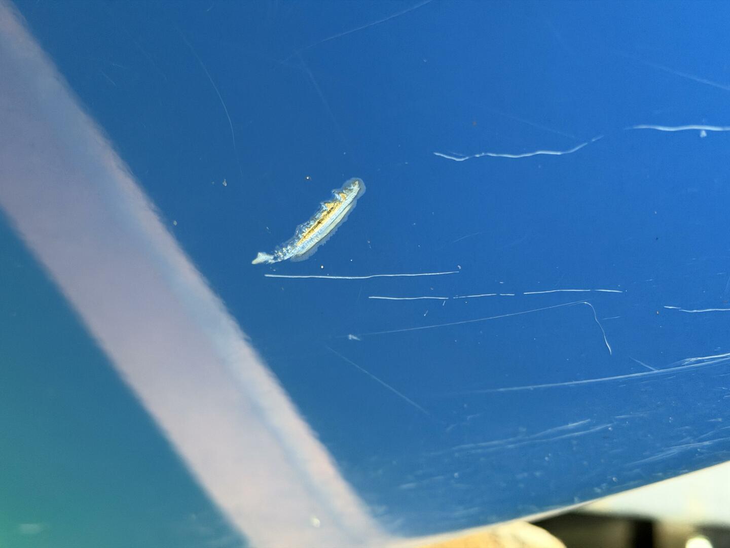 21ft Correct Craft Yacht For Sale 21ft Correct Craft Yacht For Sale