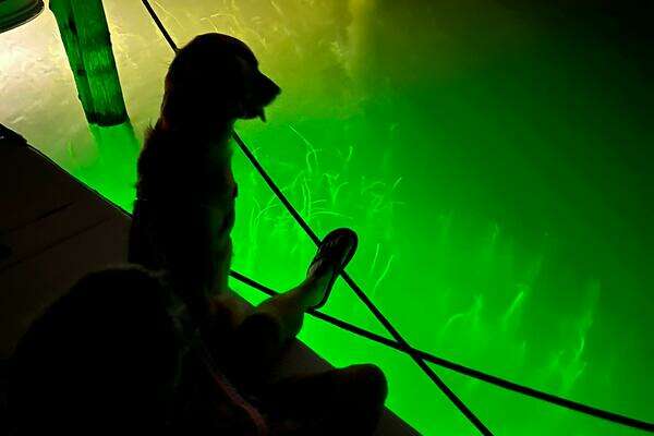 Meridian 391 Yacht For Sale