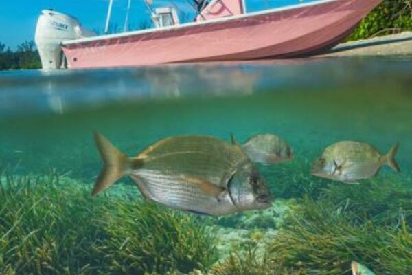 Palm Yacht 17 - Exterior Profile