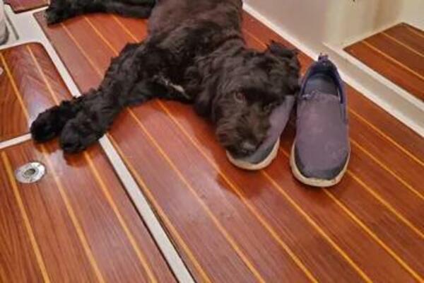 Beach Music 39ft Catalina Yacht For Sale