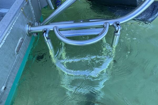 24ft Blue Fin Yacht For Sale