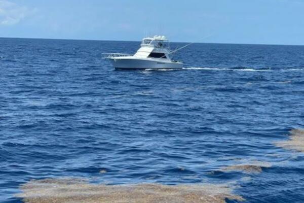 Viking 45 - Wild Life