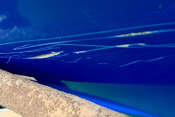 21ft Correct Craft Yacht For Sale