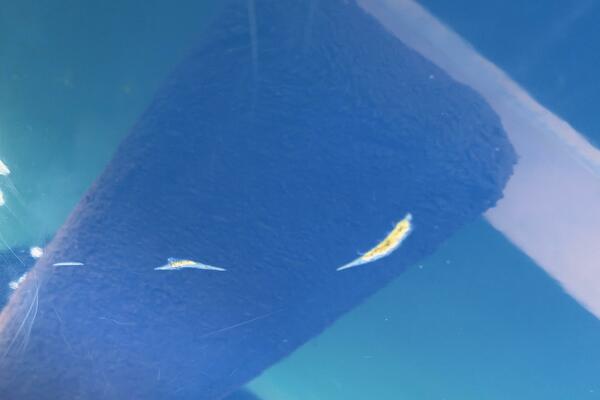 21ft Correct Craft Yacht For Sale