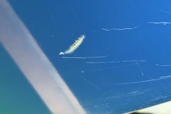 21ft Correct Craft Yacht For Sale