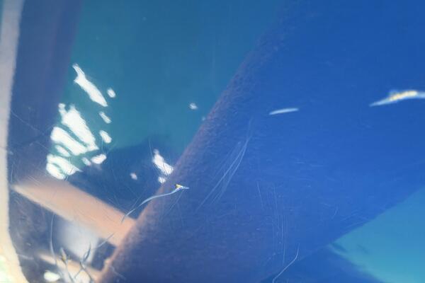 21ft Correct Craft Yacht For Sale