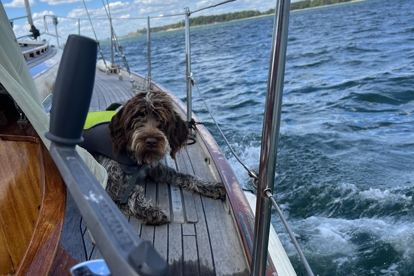 CARPE DIEM 33ft Vindo Yacht For Sale