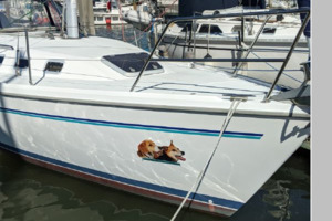 K Nine 34ft Catalina Yacht For Sale