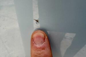 28ft Cobia Yacht For Sale