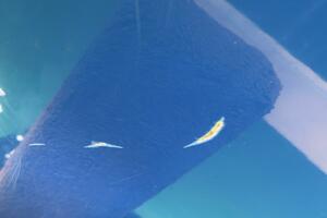 21ft Correct Craft Yacht For Sale