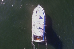 42ft Bertram Yacht For Sale