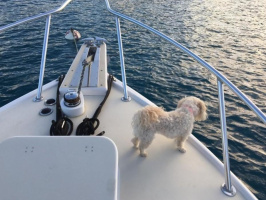 Double Diamond 31ft Bertram Yacht For Sale