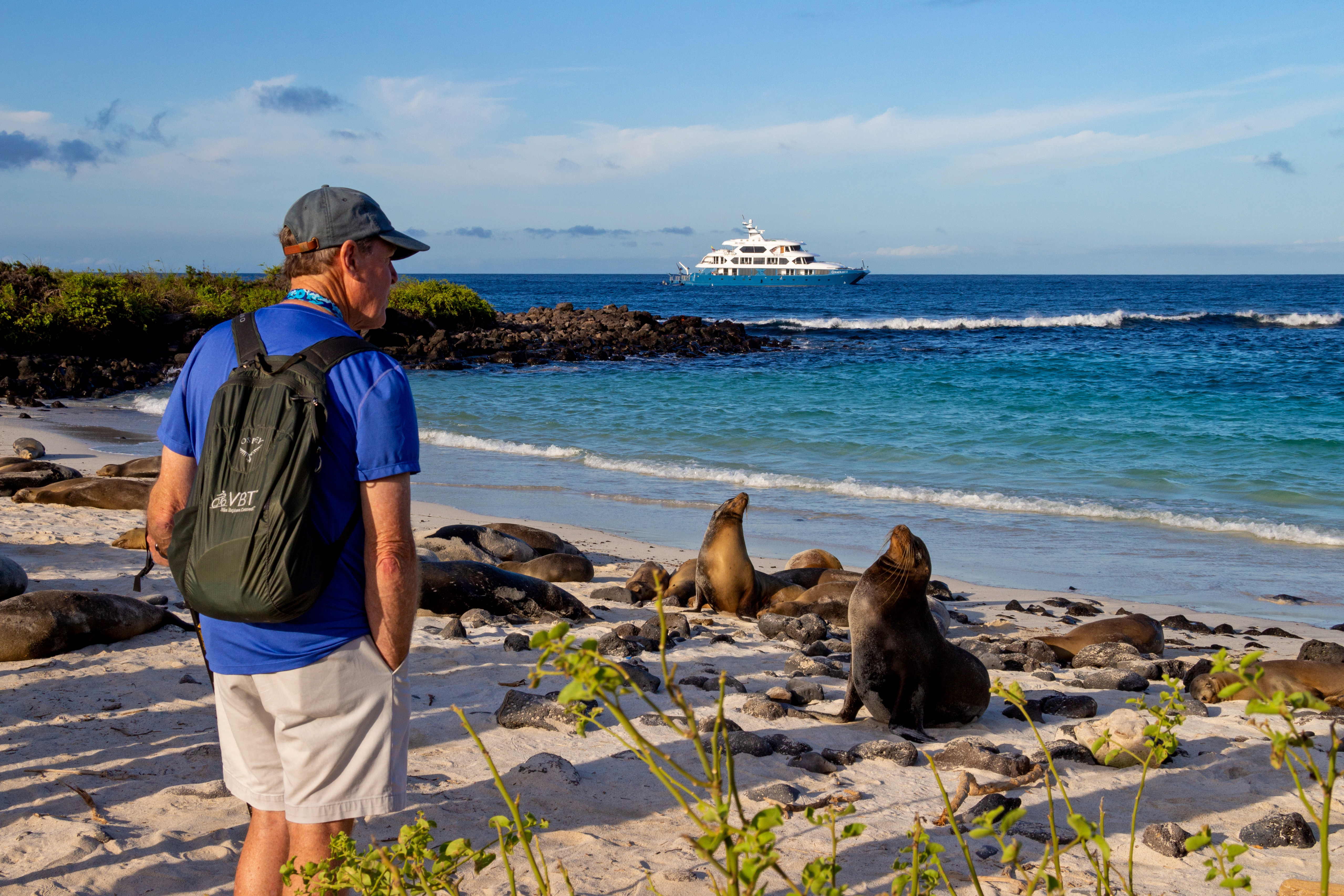 SEA LIONS