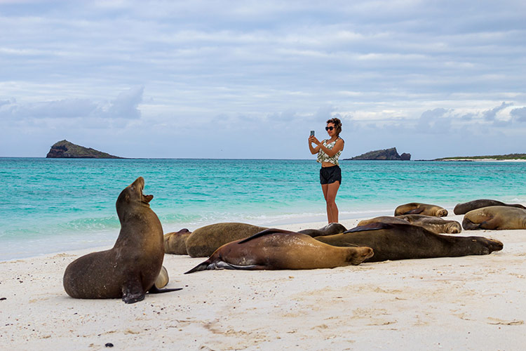 GALAPAGOS ISLANDS EXPEDITION   SEA LIONS   Copy