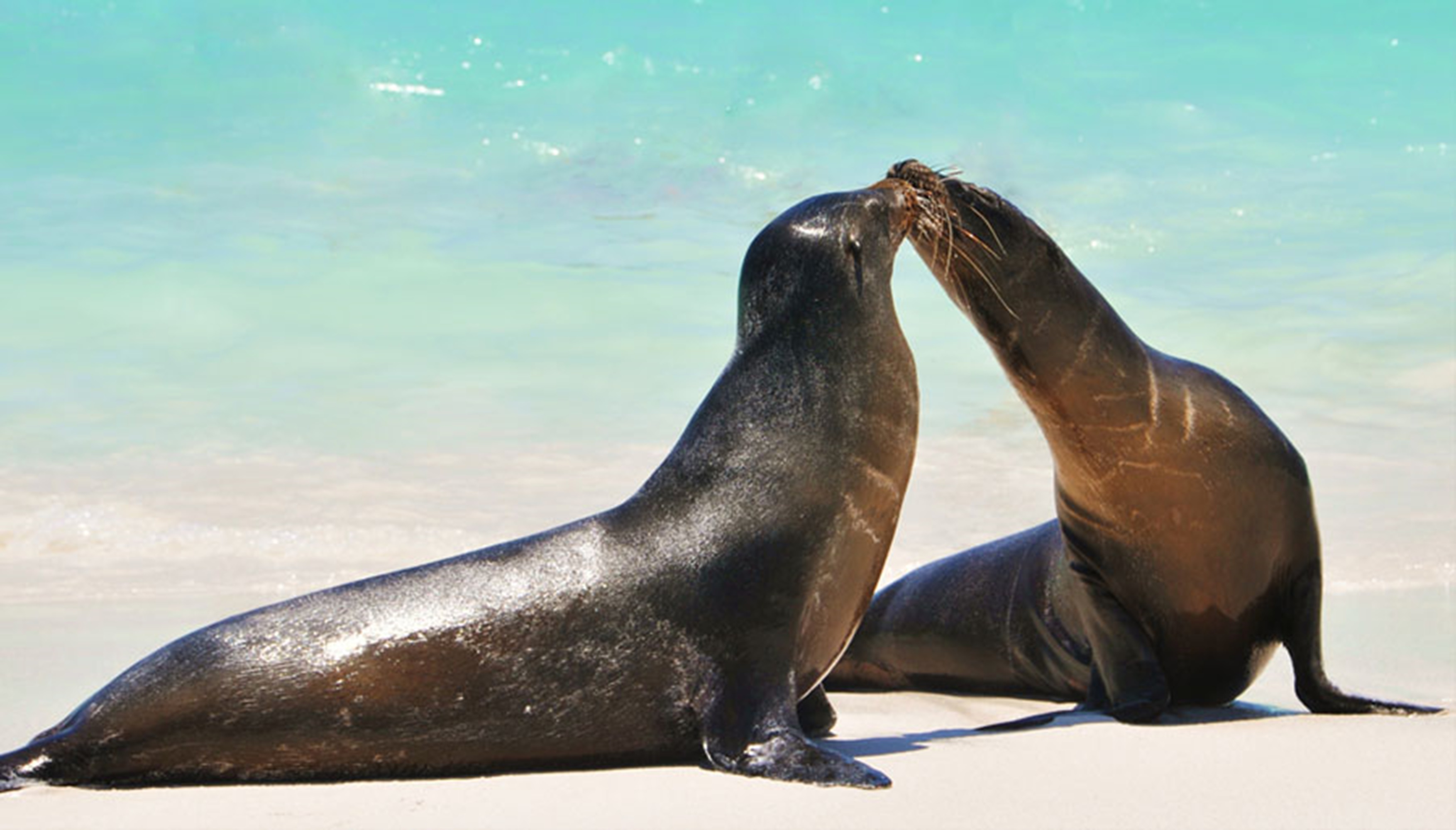 Sea Lions Galapagos