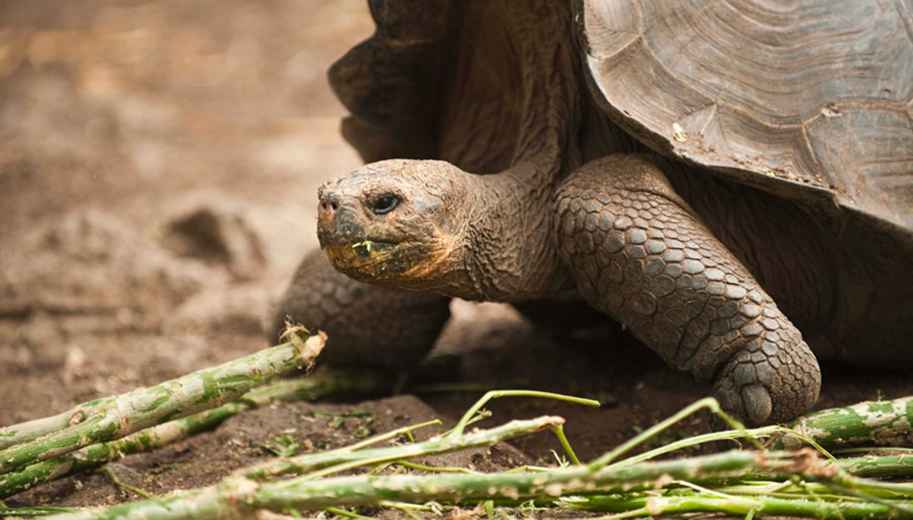 Galapagos Giant Turtle
